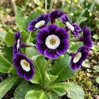 Blue Black Phantom Flower Seeds for Planting