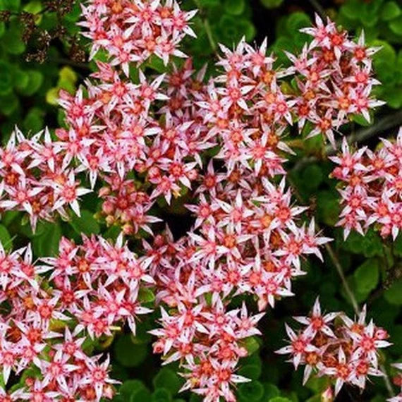 Pink Sedum Stolon Flower seeds for Planting - Garden Favorite, Heirloom & GMO Free Seeds for Home Garden
