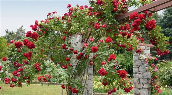 Maroon Climbing Rose Flower seeds for Planting - Wildflower Mix, Heirloom & GMO Free Seeds for Home Garden