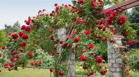 Maroon Climbing Rose Flower seeds for Planting - Wildflower Mix, Heirloom & GMO Free Seeds for Home Garden