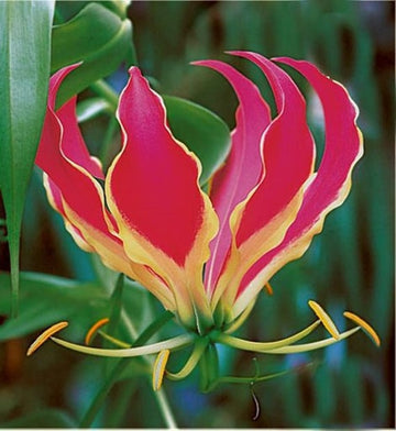 Gloriosa Rothschildiana Gloriosa Lily Vine Seeds for Stunning, Flame-Like Flowers