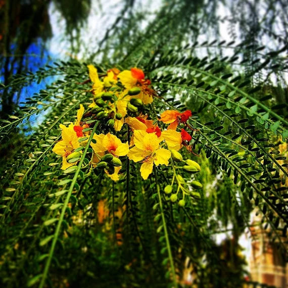 Parkinsonia Aculeata Flower seeds for Planting Pollinator Friendly Heirloom & GMO Free Seeds for Home Garden