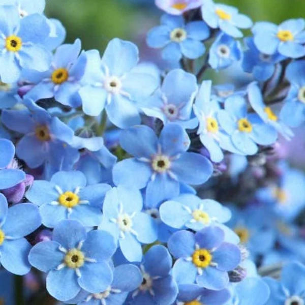 Cynoglossum Flower seeds for Planting Easy to Grow Heirloom & GMO Free Seeds for Home Garden