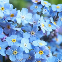 Cynoglossum Flower seeds for Planting Easy to Grow Heirloom & GMO Free Seeds for Home Garden