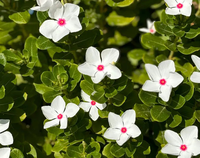 White Vinca Flower Seeds for Planting  Ideal for Lush Gardens and Vibrant Landscapes