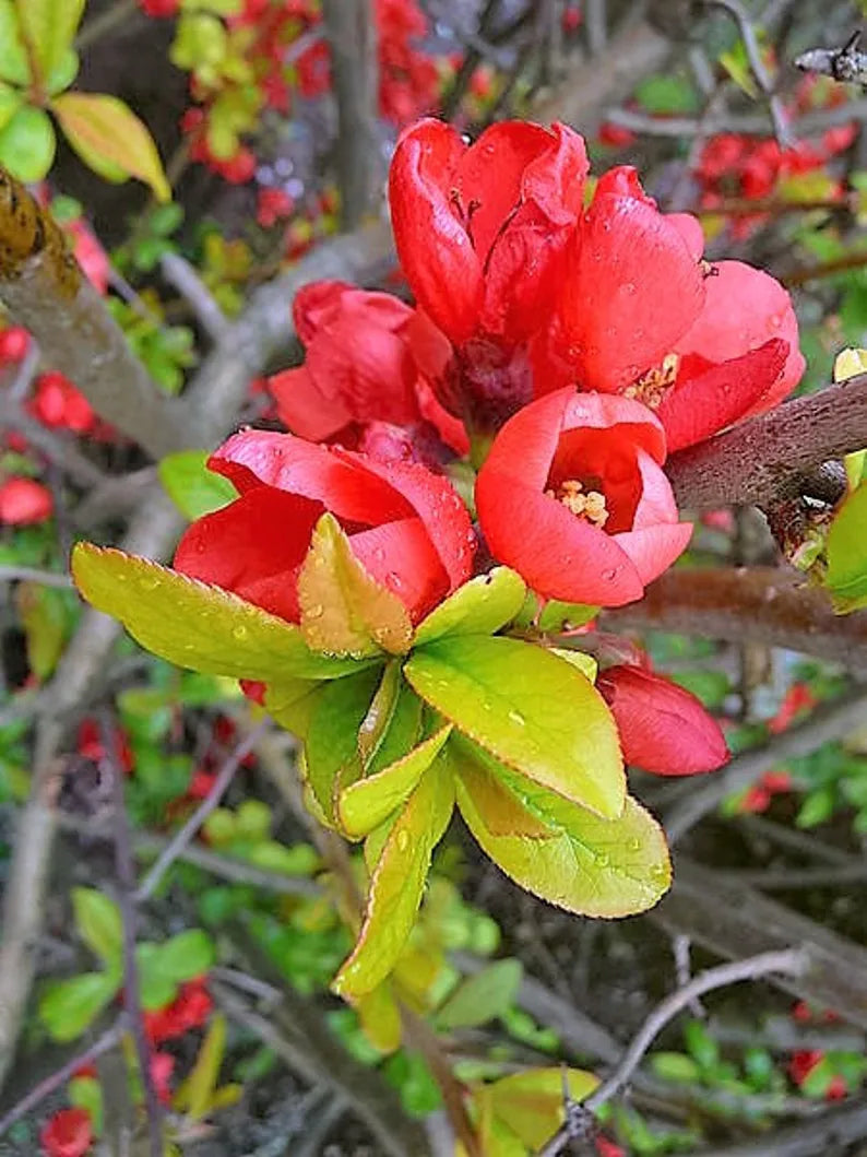 Red Chaenomeles Flower seeds for Planting - Perfect for Borders, Heirloom & GMO Free Seeds for Home Garden