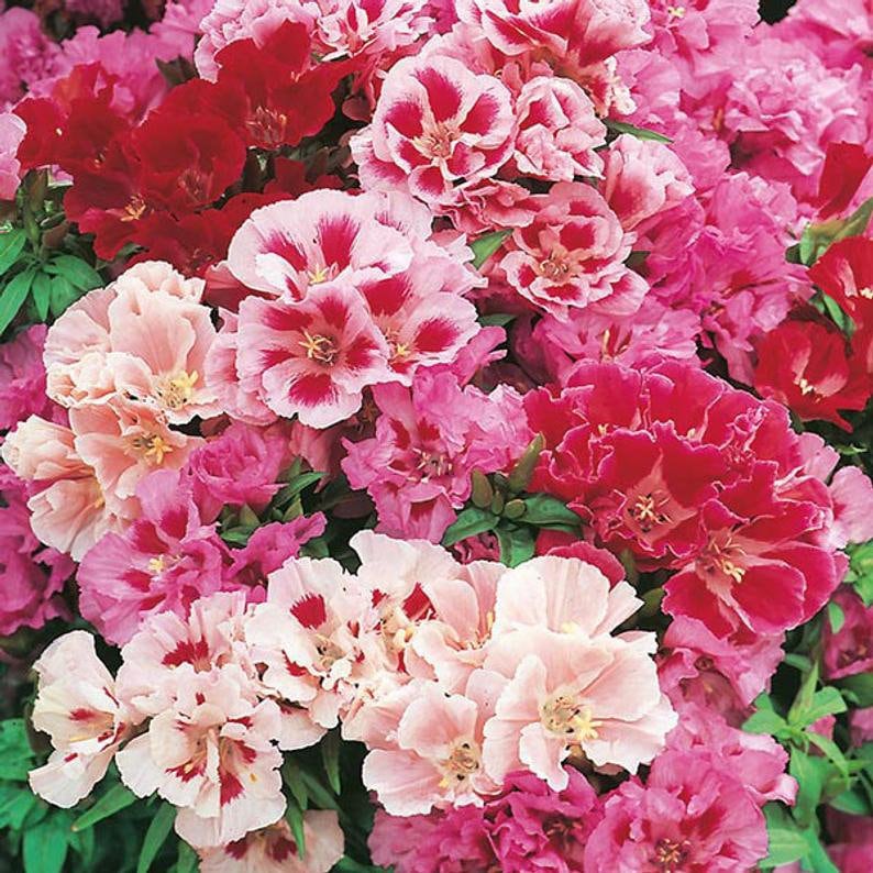 Clarkia Elegans Flower seeds for Planting Pollinator Friendly Heirloom & GMO Free Seeds for Home Garden