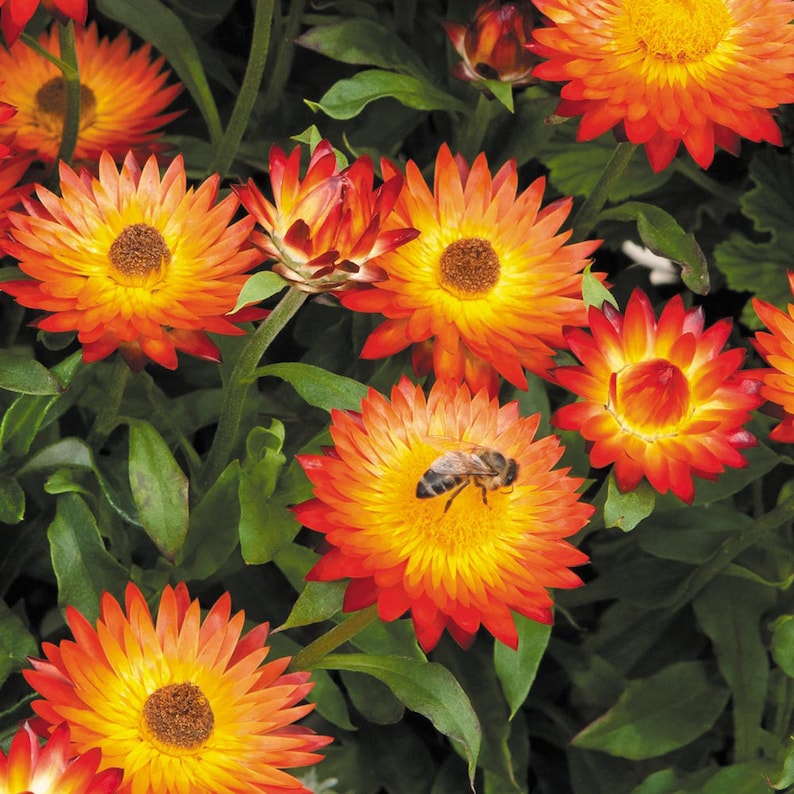 Orange Double StrawFlower seeds for Planting - Fragrant Blossoms, Heirloom & GMO Free Seeds for Home Garden
 
 Sale for planting in home garden