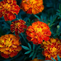Marigold Flower seeds for Planting - Pollinator Friendly, Heirloom & GMO Free Seeds for Home Garden