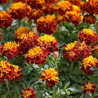 Marigold Flower seeds for Planting - Pollinator Friendly, Heirloom & GMO Free Seeds for Home Garden