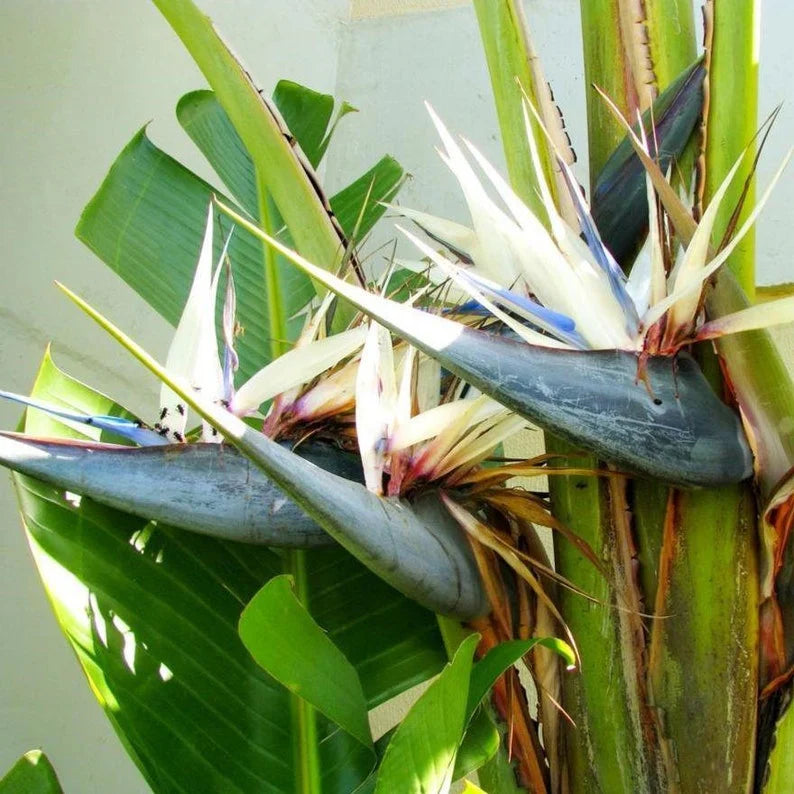 White Strelitzia Reginae Seeds Flower seeds for Planting Colorful Display Heirloom & GMO Free Seeds for Home Garden