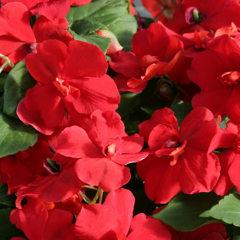 Impatiens Flower seeds for Planting Perfect for Borders Heirloom & GMO Free Seeds for Home Garden 
 
 Sale seeds for home garden planting