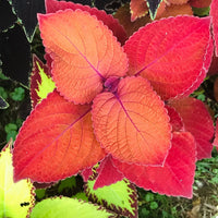 Deep Orange Coleus Flower seeds for Planting Colorful Display Heirloom & GMO Free Seeds for Home Garden 
 
 Sale