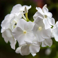 Drummondii Flower seeds for Planting Fragrant Blossoms Heirloom & GMO Free Seeds for Home Garden 
 
 Sale for planting in home garden