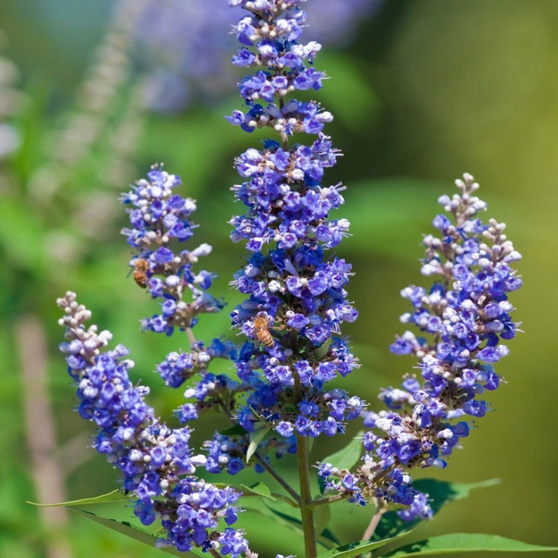 Chasteberry Flower seeds for Planting Bright Blooms Heirloom & GMO Free Seeds for Home Garden 
 
 Sale for planting in home garden