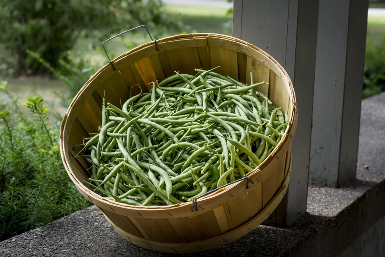 Nutritious Bean Seeds For Planting Vegetable Seeds