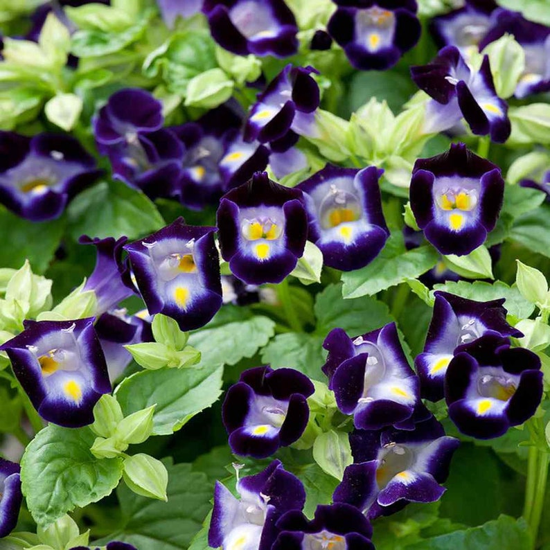 Deep Blue Torenia Flower seeds for Planting - Bright Blooms, Heirloom & GMO Free Seeds for Home Garden
 
 Sale for planting in home garden