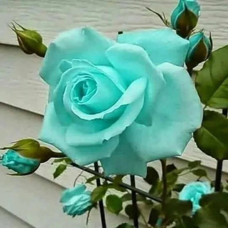 Sea Green Rose Flower seeds for Planting - Drought Tolerant, Heirloom & GMO Free Seeds for Home Garden