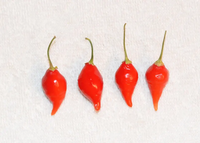 Chupetinha Pepper Planting Vegetable Seeds For Tiny Heat