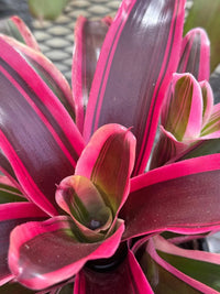 Burgundy Bromeliad Flower seeds for Planting Vibrant Colors Heirloom & GMO Free Seeds for Home Garden
