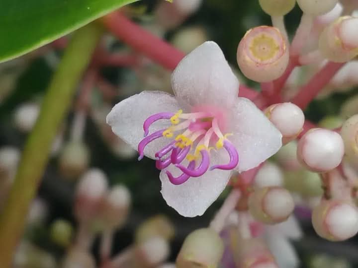 Heirloom Malaysian Orchid Flower seeds for Planting Compact Growth Heirloom & GMO Free Seeds for Home Garden