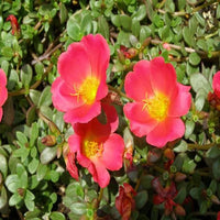 Pink Calandrinia Umbellata Flower seeds for Planting Cut Flower Favorite Heirloom & GMO Free Seeds for Home Garden