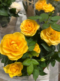 Thick Yellow Rose Flower seeds for Planting Low Maintenance Heirloom & GMO Free Seeds for Home Garden 
 
 Sale