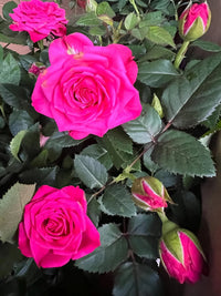 Deep Pink Rose Flower seeds for Planting - Shade Tolerant, Heirloom & GMO Free Seeds for Home Garden