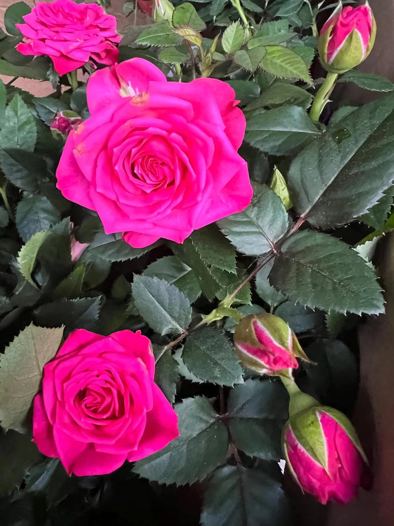 Deep Pink Rose Flower seeds for Planting - Shade Tolerant, Heirloom & GMO Free Seeds for Home Garden