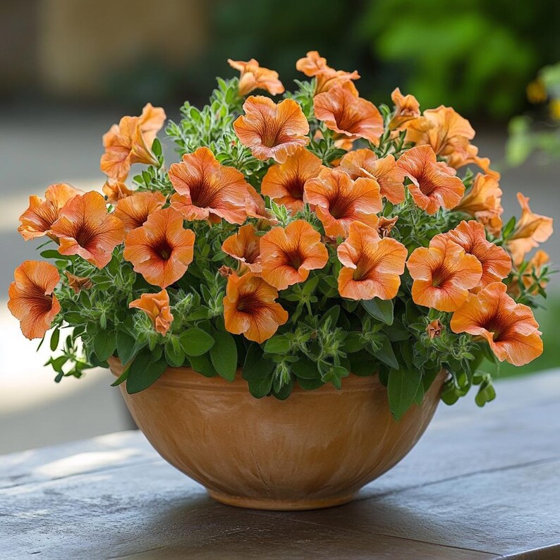 Mixed Calibrachoa Flower seeds for Planting Perfect for Borders Heirloom & GMO Free Seeds for Home Garden 
 
 Sale