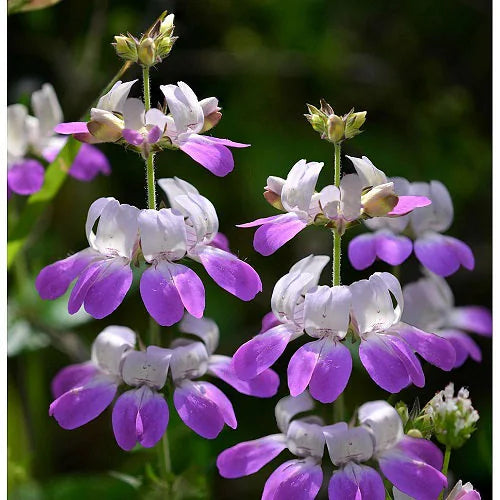 Purple Heterophylla Flower seeds for Planting Wildflower Mix Heirloom & GMO Free Seeds for Home Garden 
 
 Sale