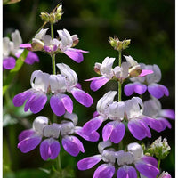 Purple Heterophylla Flower seeds for Planting Wildflower Mix Heirloom & GMO Free Seeds for Home Garden 
 
 Sale