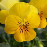 Yellow Viola Flower seeds for Planting - Perfect for Borders, Heirloom & GMO Free Seeds for Home Garden