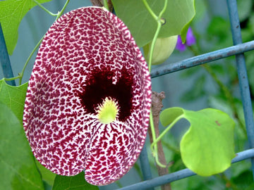 Aristolochia (Aristolochia Elegans) seeds for planting in home garden
