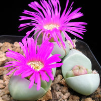 Argyroderma Flower seeds for Planting Hardy Variety Heirloom & GMO Free Seeds for Home Garden