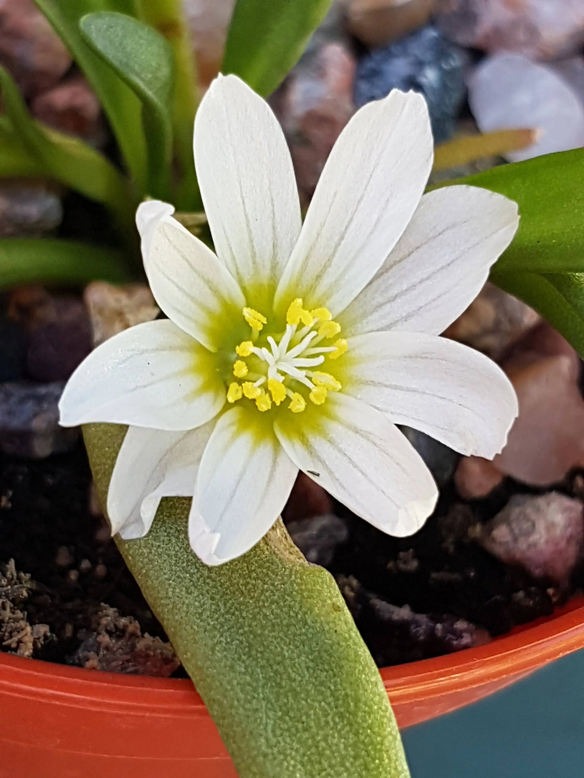 White Nevadensis Flower seeds for Planting - Colorful Display, Heirloom & GMO Free Seeds for Home Garden