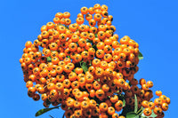 Seaberry (Sea Buckthorn) Elaeagnus Hippophae rhamnoides Orange Berry Fruit Shrub Seeds