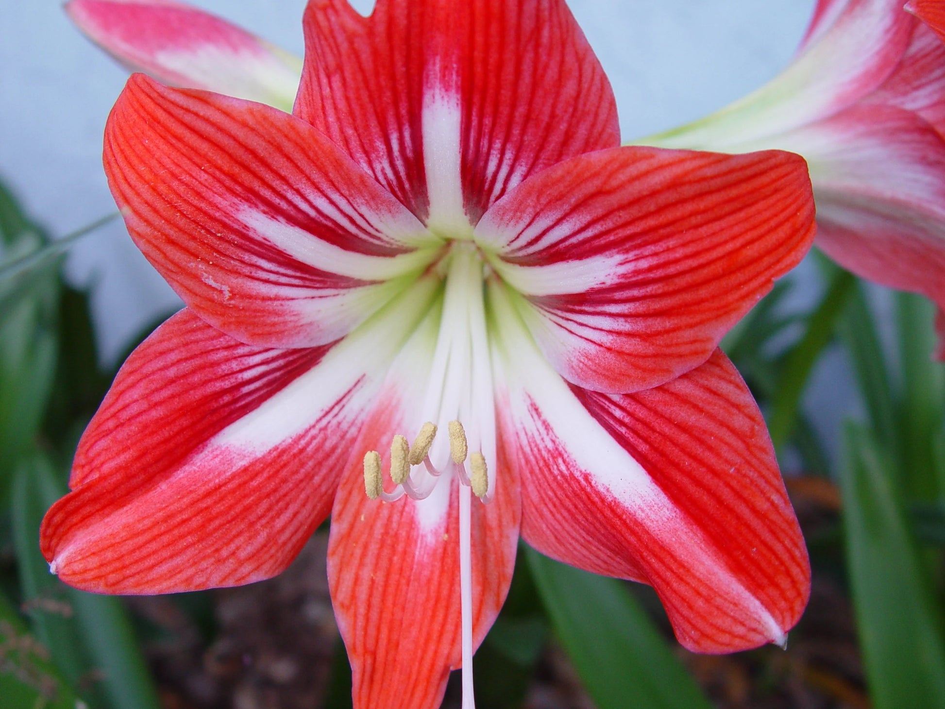 Amaryllis Flower seeds for Planting - Garden Favorite, Heirloom & GMO Free Seeds for Home Garden