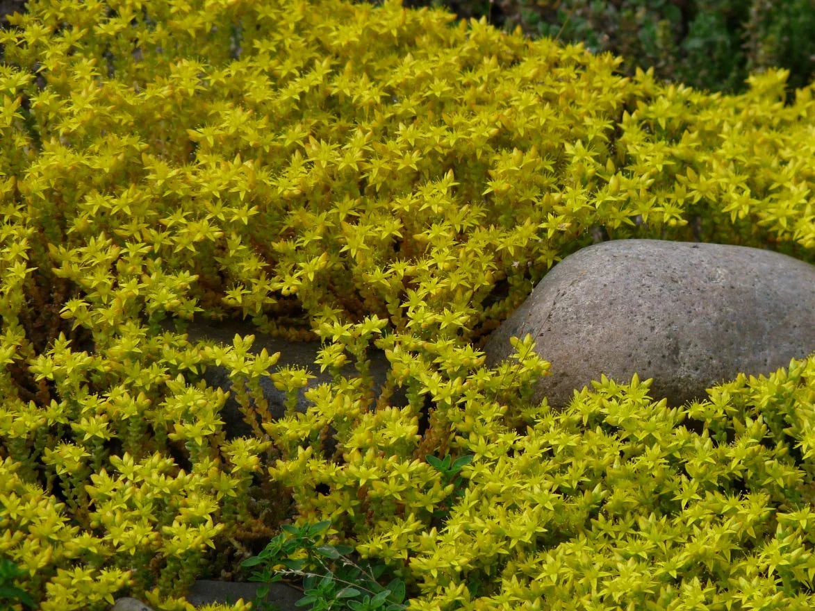 Sedum (Sedum Golden) seeds for planting in home garden