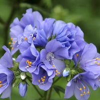 Jacob's Ladder Flower seeds for Planting Perfect for Borders Heirloom & GMO Free Seeds for Home Garden