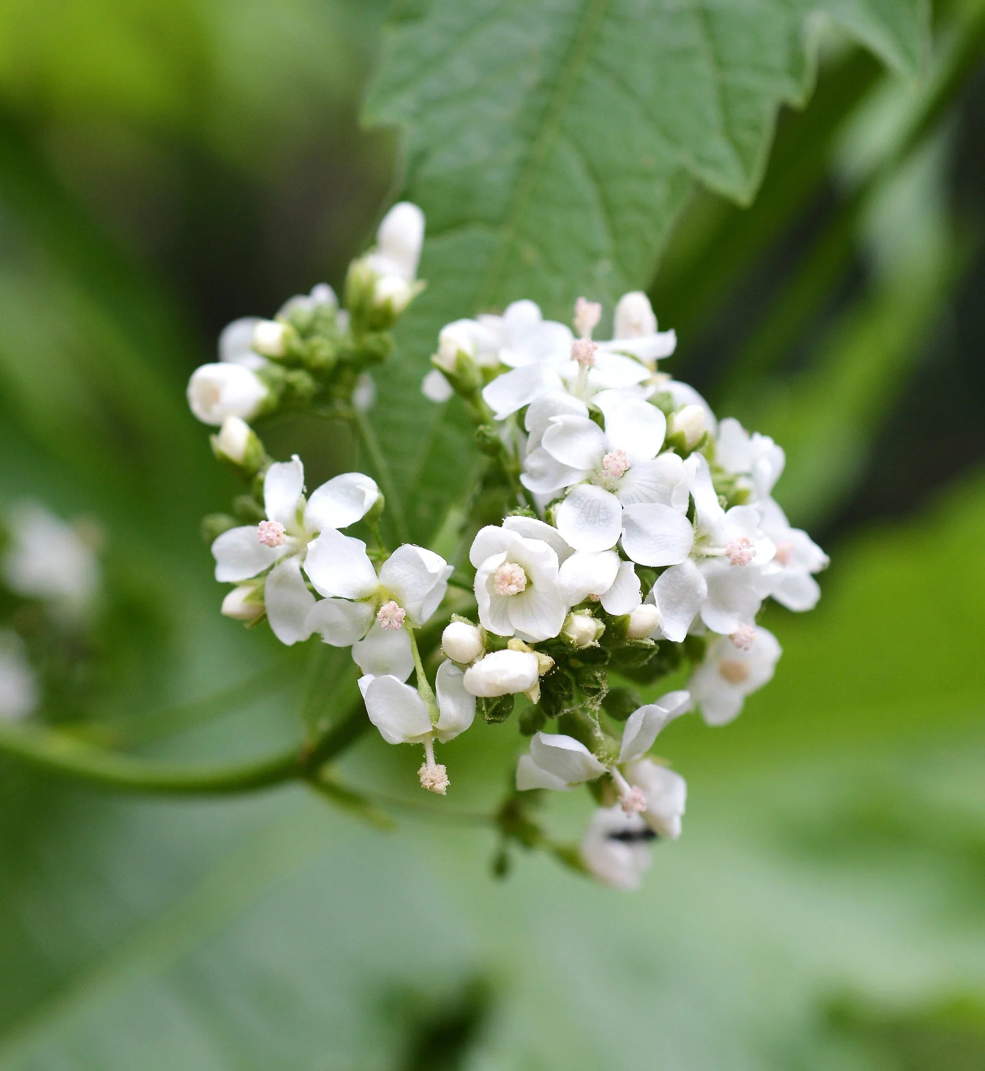 Glade Mallow Flower seeds for Planting Long Bloom Season Heirloom & GMO Free Seeds for Home Garden