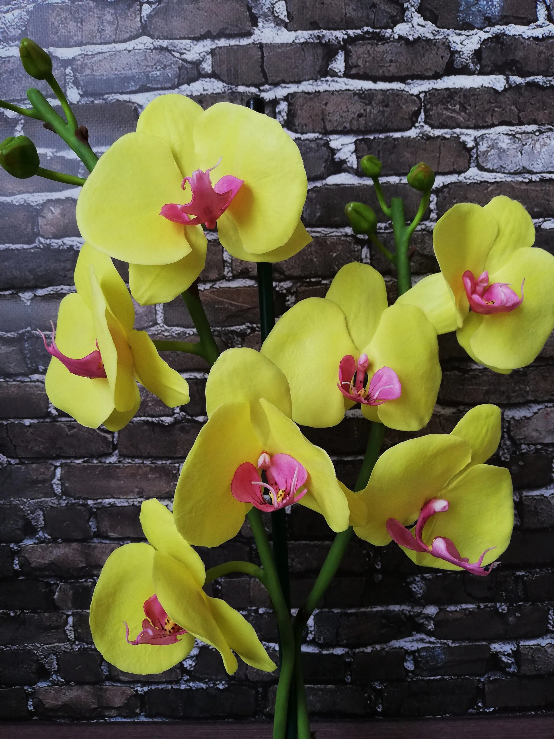 Orchid Phalaenopsis Flower seeds for Planting, Easy to Grow Heirloom & GMO Free Seeds for Home Garden
