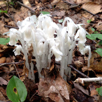 White Monotropa Uniflora Flower Seeds for Planting  Seed for Unique and Rare Blooms