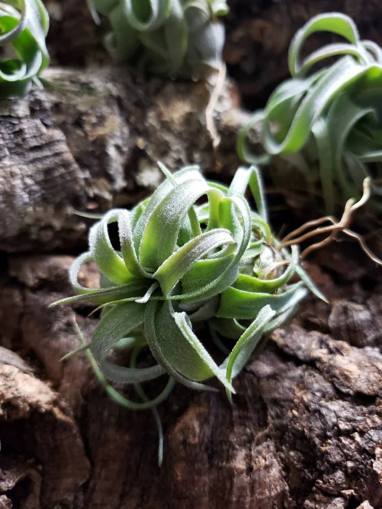 Green Tillandsia Streptophylla Flower seeds for Planting Cottage Garden Essential Heirloom & GMO Free Seeds for Home Garden 
 
 Sale
