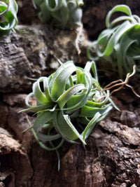 Green Tillandsia Streptophylla Flower seeds for Planting Cottage Garden Essential Heirloom & GMO Free Seeds for Home Garden 
 
 Sale