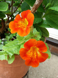 Mimulus Flower seeds for Planting Sun Loving Heirloom & GMO Free Seeds for Home Garden