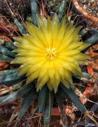 Yellow Leuchtenbergia Plant Planting Seeds