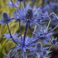 Hobbit Sea Holly Eryngium Flower seeds for Planting Bright Blooms Heirloom & GMO Free Seeds for Home Garden
