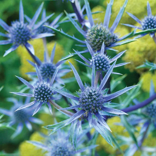 Holly Flower seeds for Planting Seasonal Bloomer Heirloom & GMO Free Seeds for Home Garden 
 
 Sale