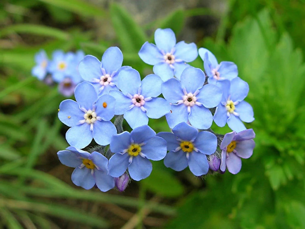 Alpine Flower seeds for Planting - Cottage Garden Essential, Heirloom & GMO Free Seeds for Home Garden